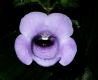 image of Gloxinia perennis