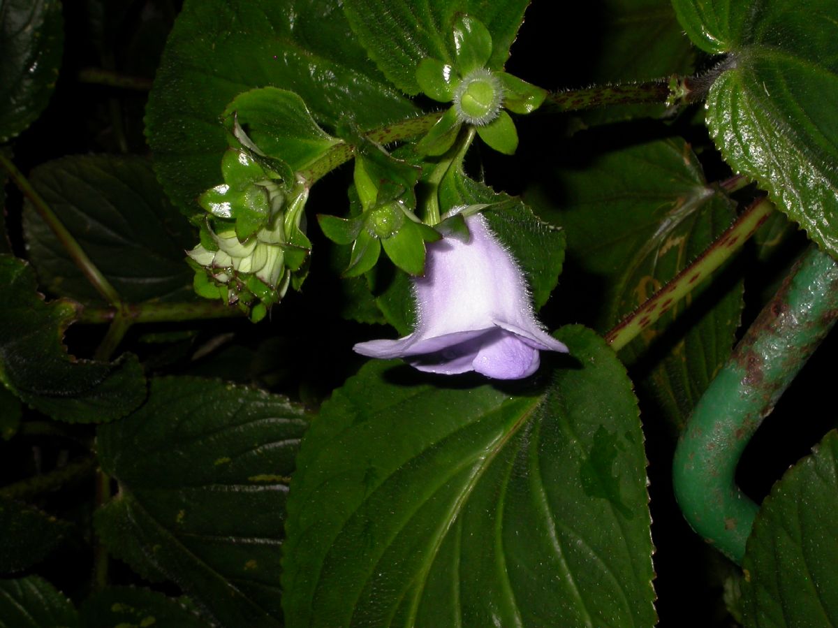 Gesneriaceae Gloxinia perennis