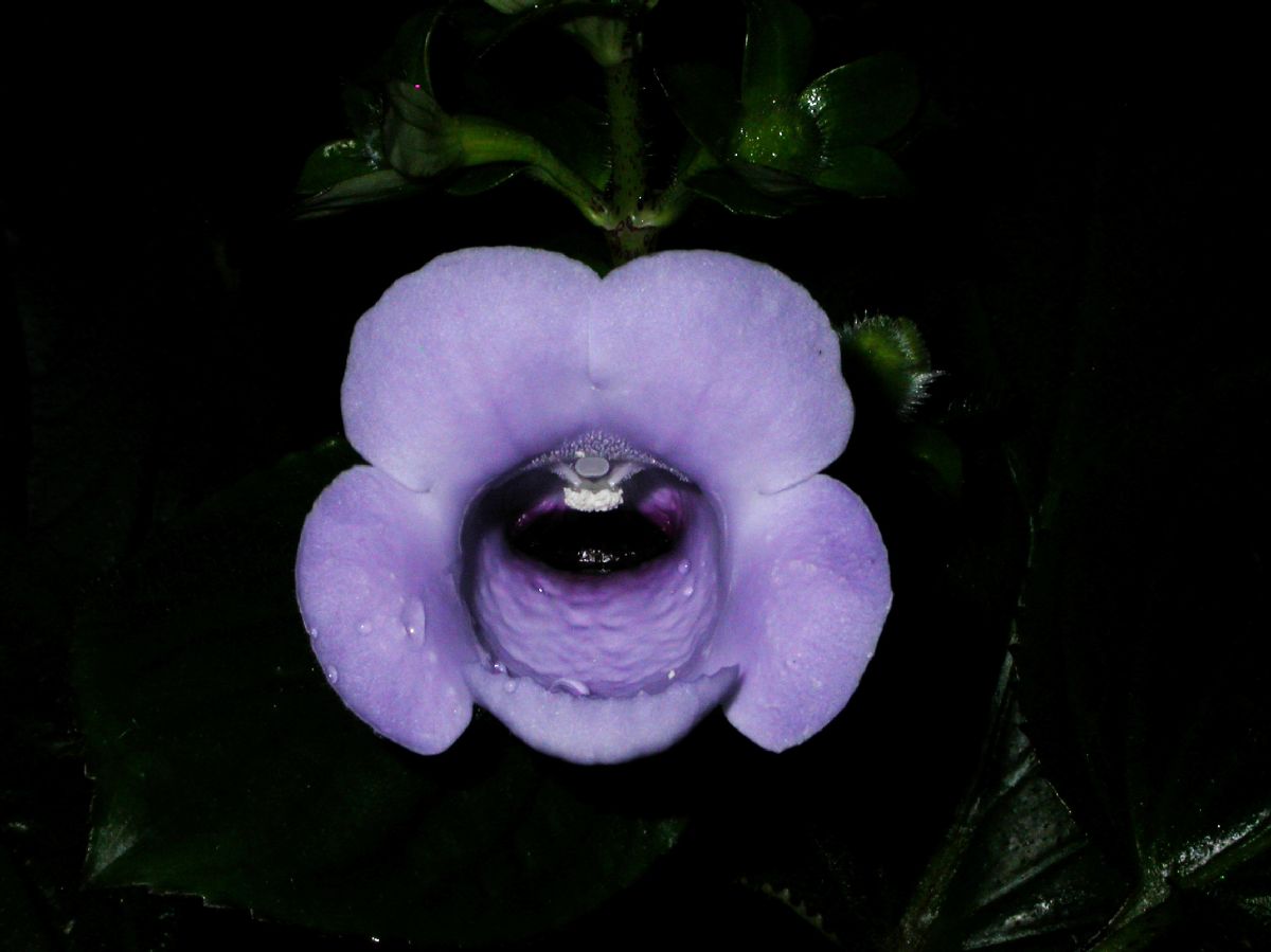 Gesneriaceae Gloxinia perennis