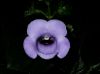 image of Gloxinia perennis
