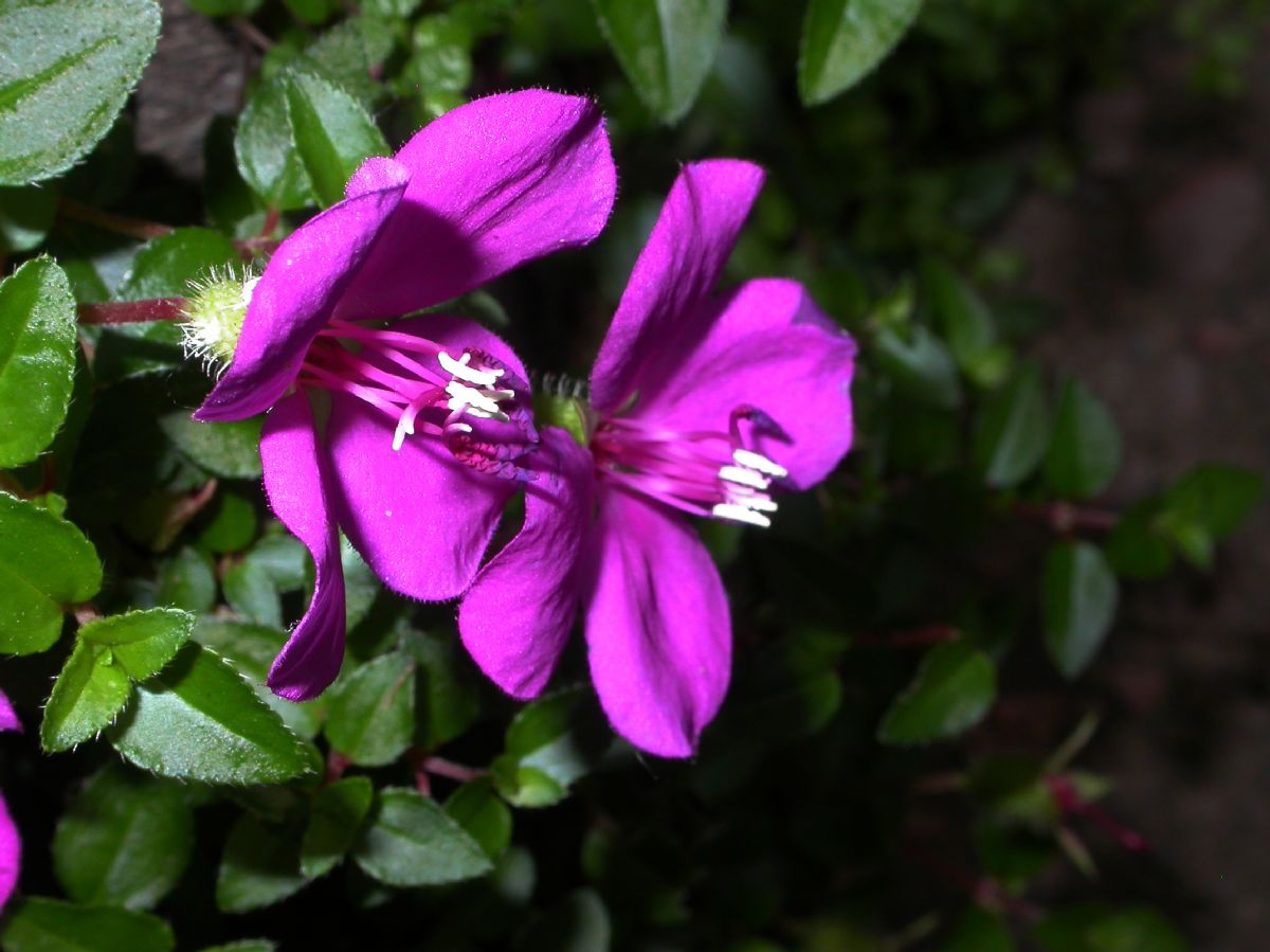 Melastomataceae Heterocentron elegans