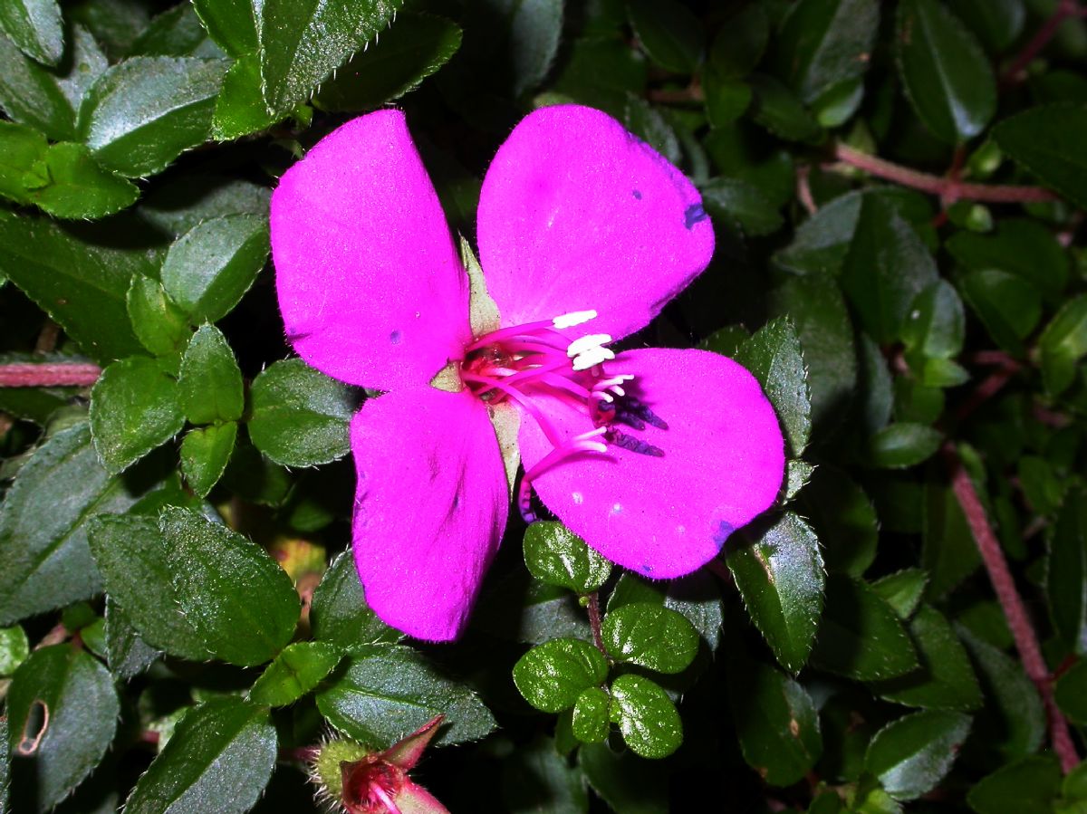 Melastomataceae Heterocentron elegans