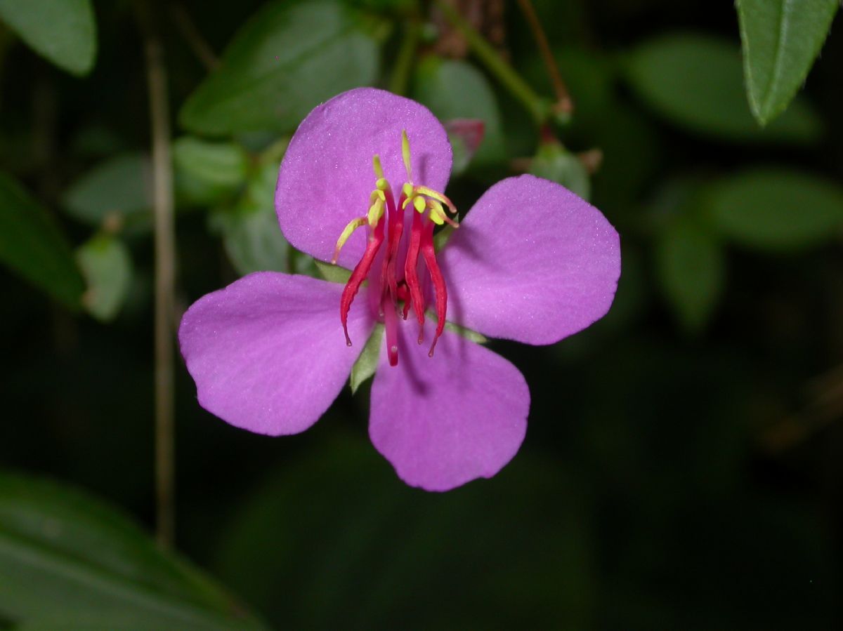 Melastomataceae Monochaetum calcaratum