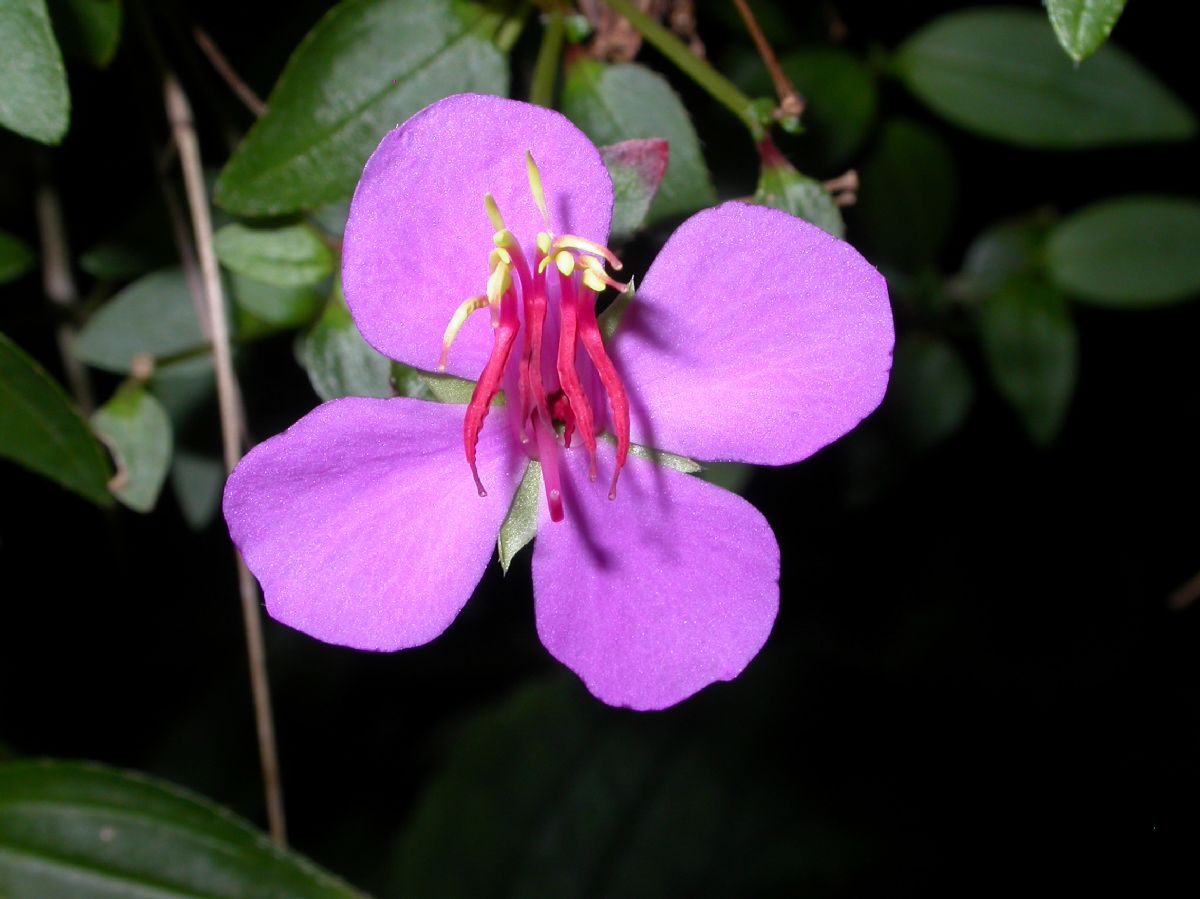 Melastomataceae Monochaetum calcaratum