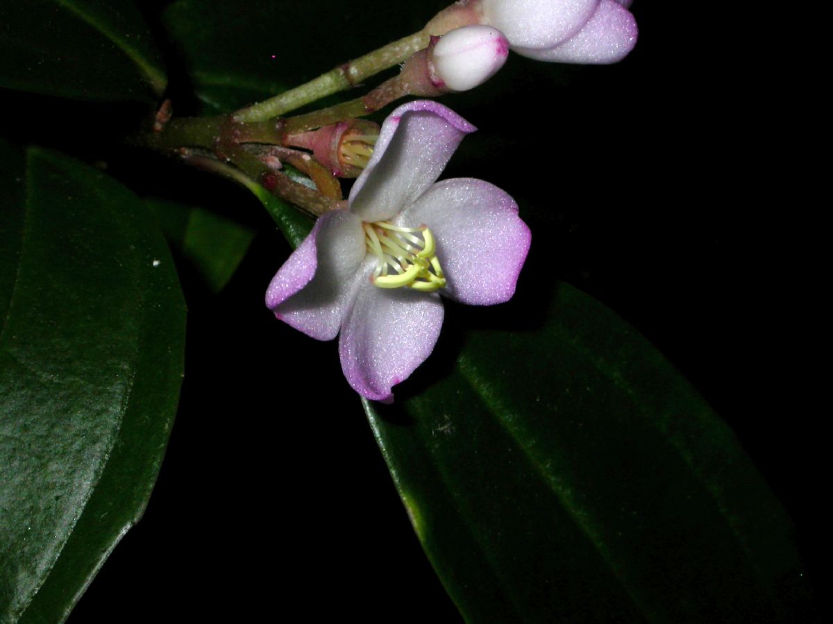 Melastomataceae Pachycentria formosana