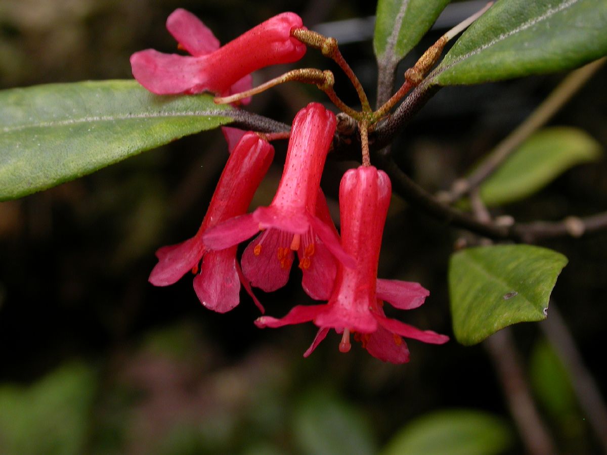 Ericaceae Rhododendron malayanum