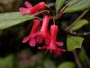 image of Rhododendron malayanum