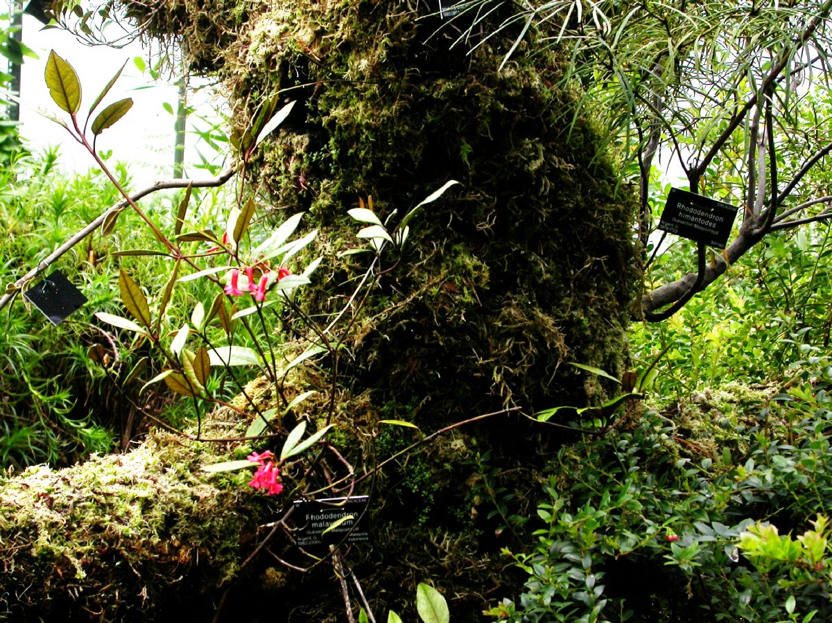 Ericaceae Rhododendron malayanum