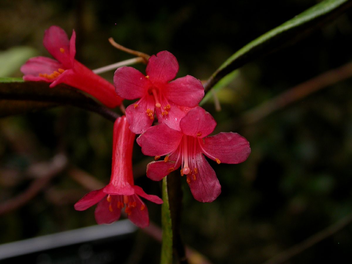 Ericaceae Rhododendron malayanum