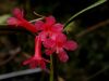 image of Rhododendron malayanum