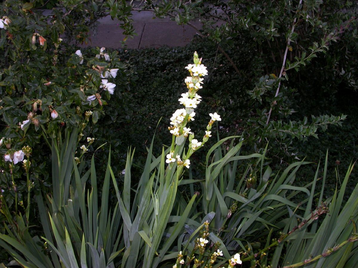 Iridaceae Sisyrinchium striatum