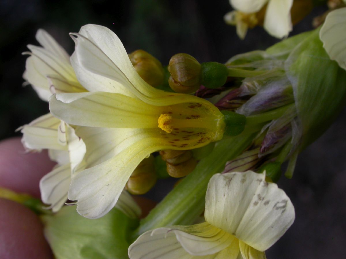 Iridaceae Sisyrinchium striatum