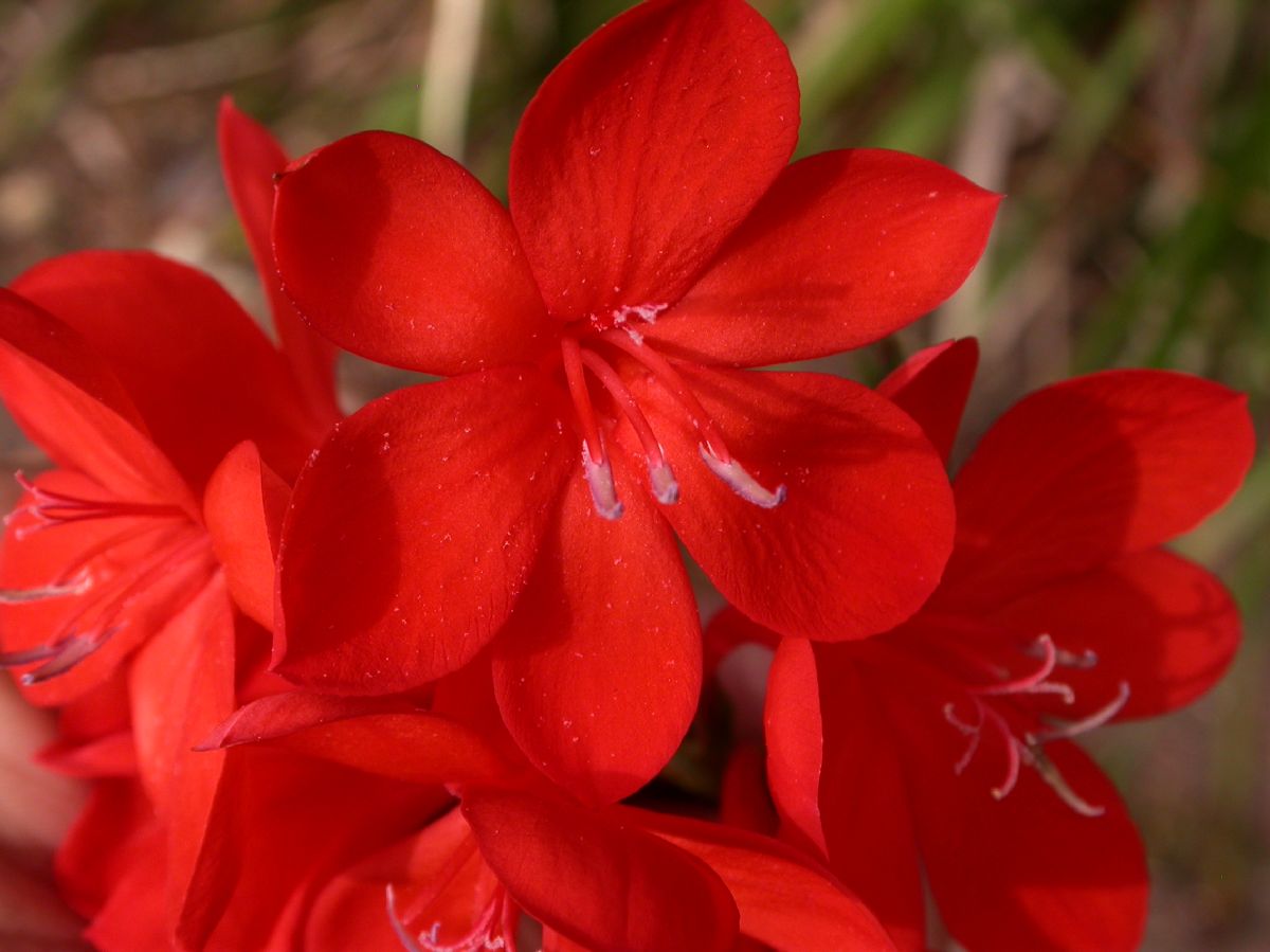 Iridaceae Watsonia pillansii