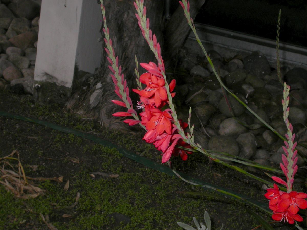 Iridaceae Watsonia pillansii