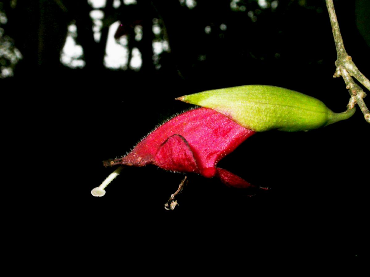 Gesneriaceae Aeschynanthus oxychlamys