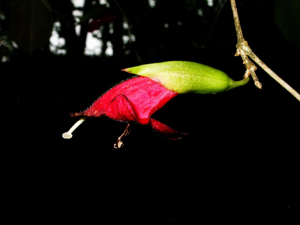 Gesneriaceae Aeschynanthus oxychlamys