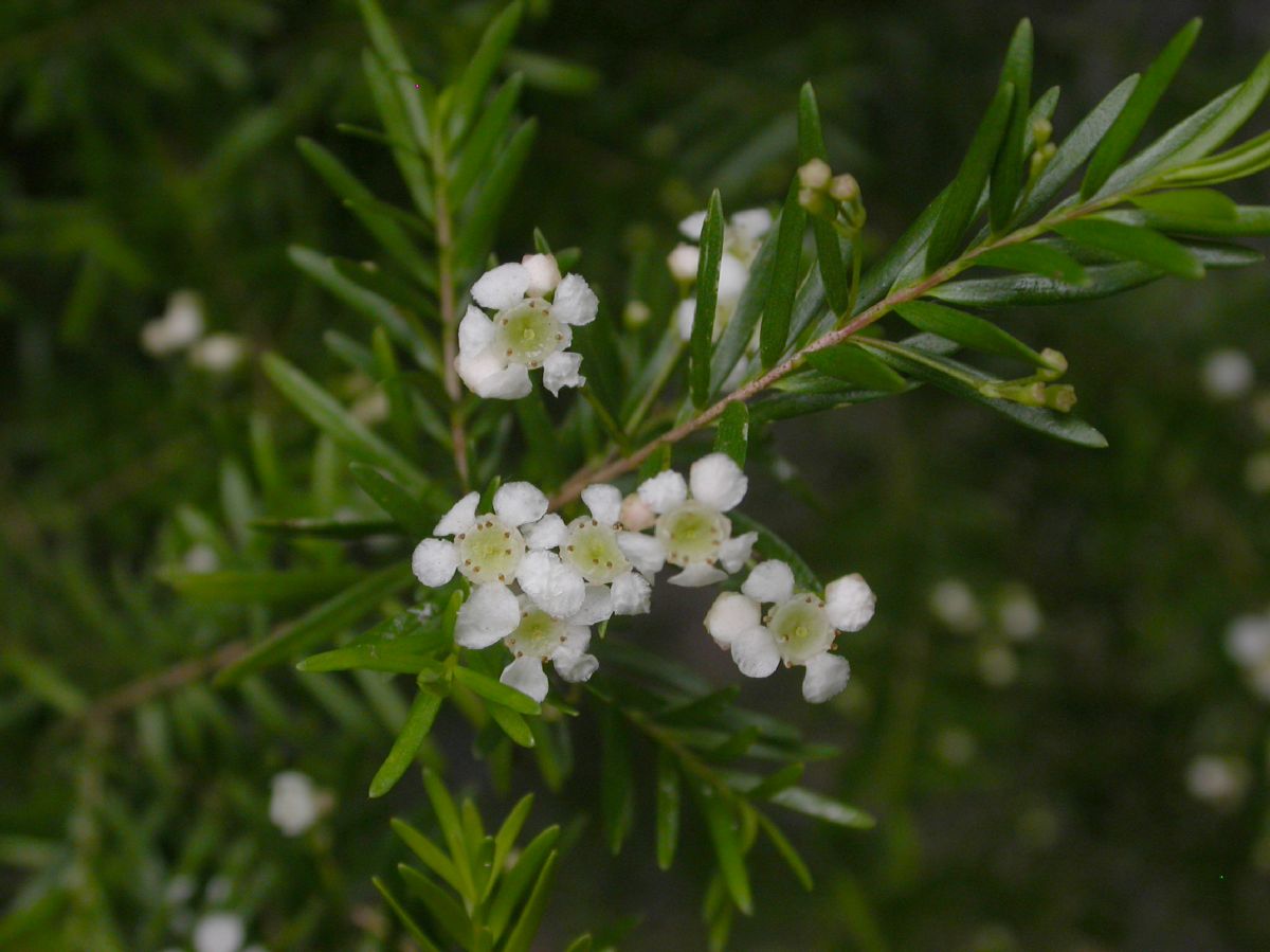 Myrtaceae Baeckea virgata