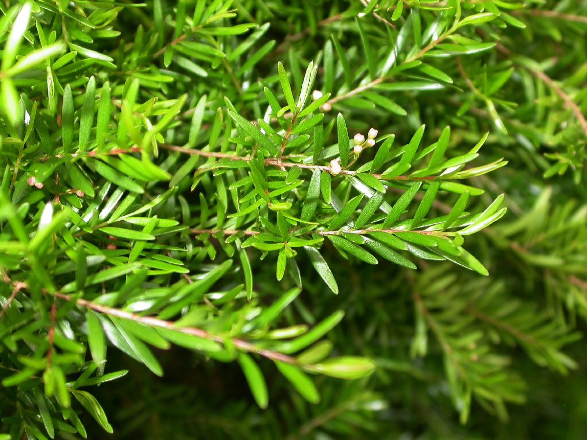 Myrtaceae Baeckea virgata