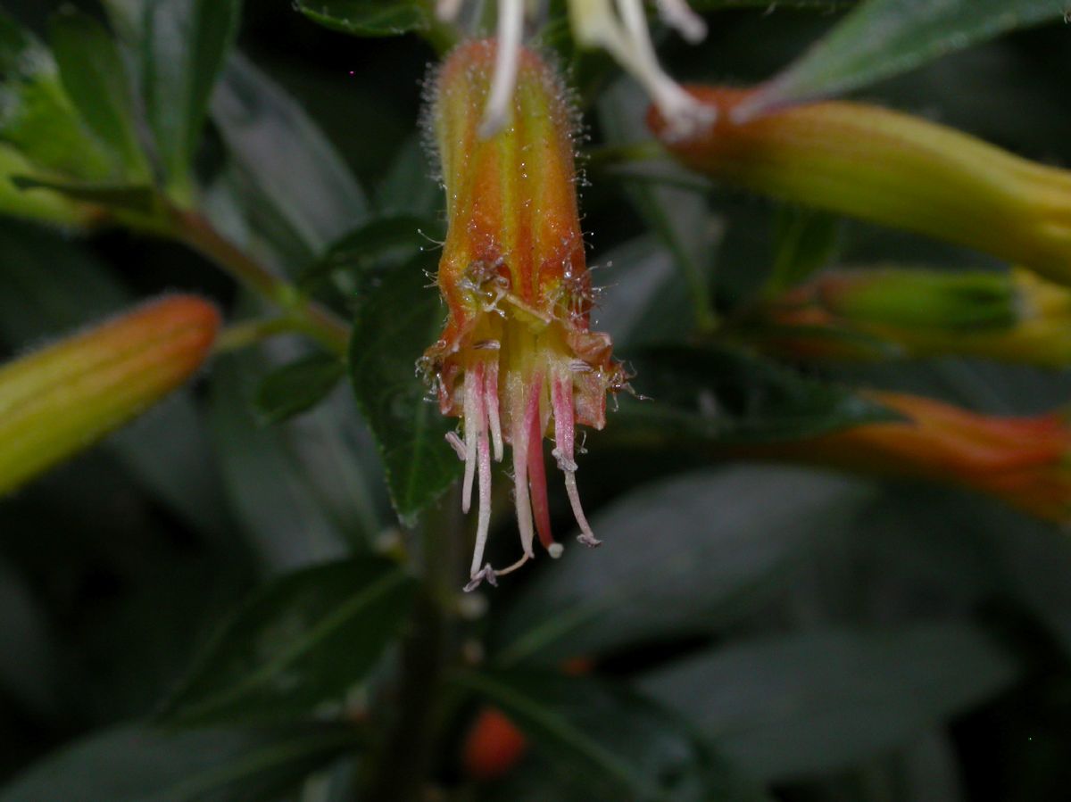 Lythraceae Cuphea micropetala