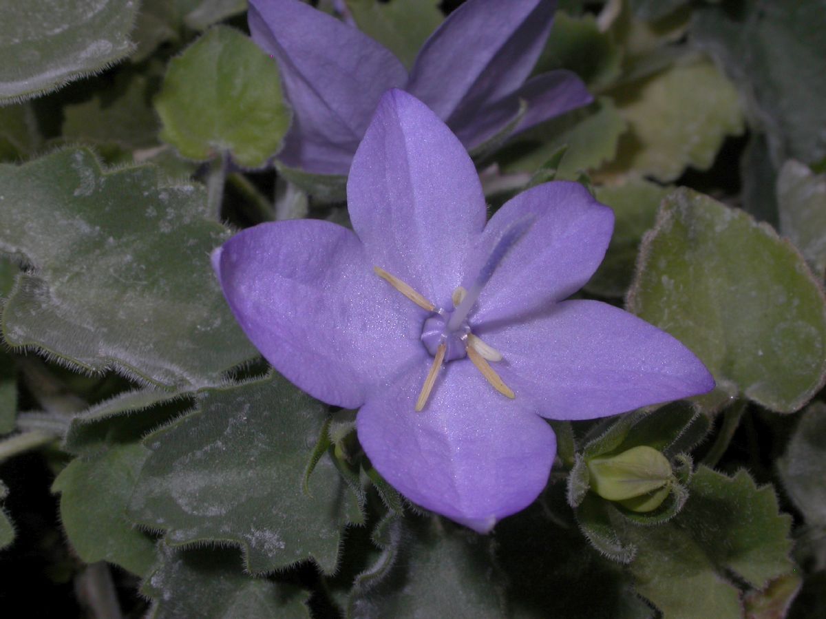 Campanulaceae Campanula isophylla