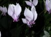 image of Cyclamen africanum
