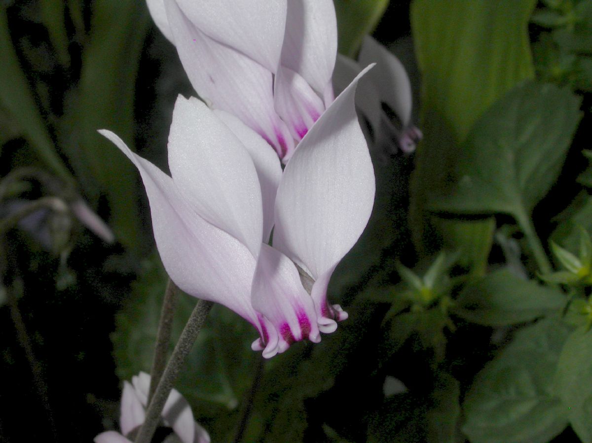 Primulaceae Cyclamen africanum