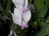 image of Cyclamen africanum