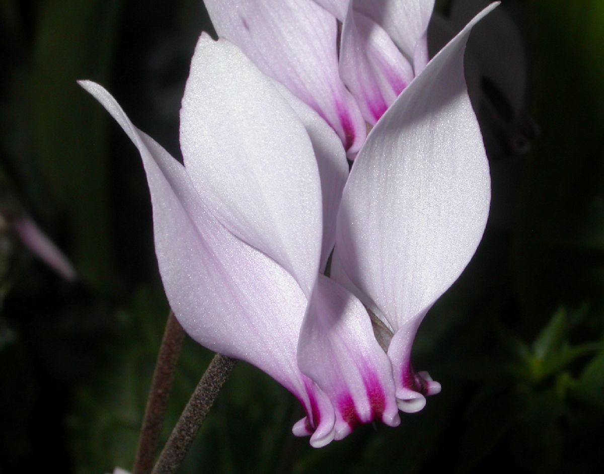 Primulaceae Cyclamen africanum