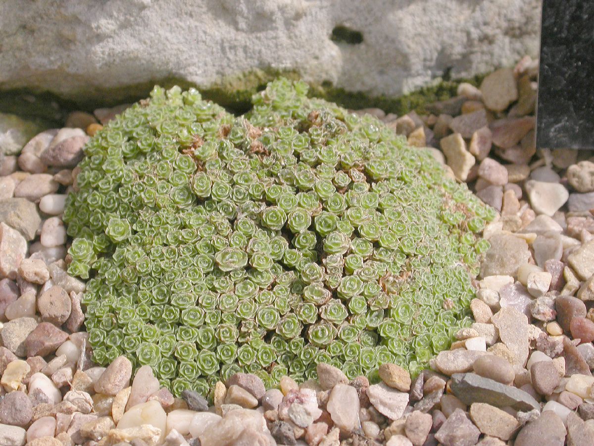 Primulaceae Dionysia curviflora