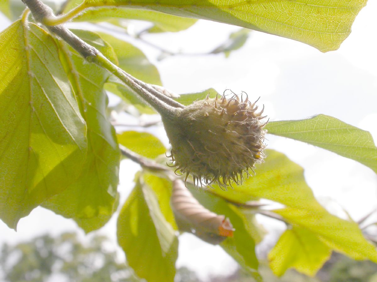 Fagaceae Fagus sylvatica