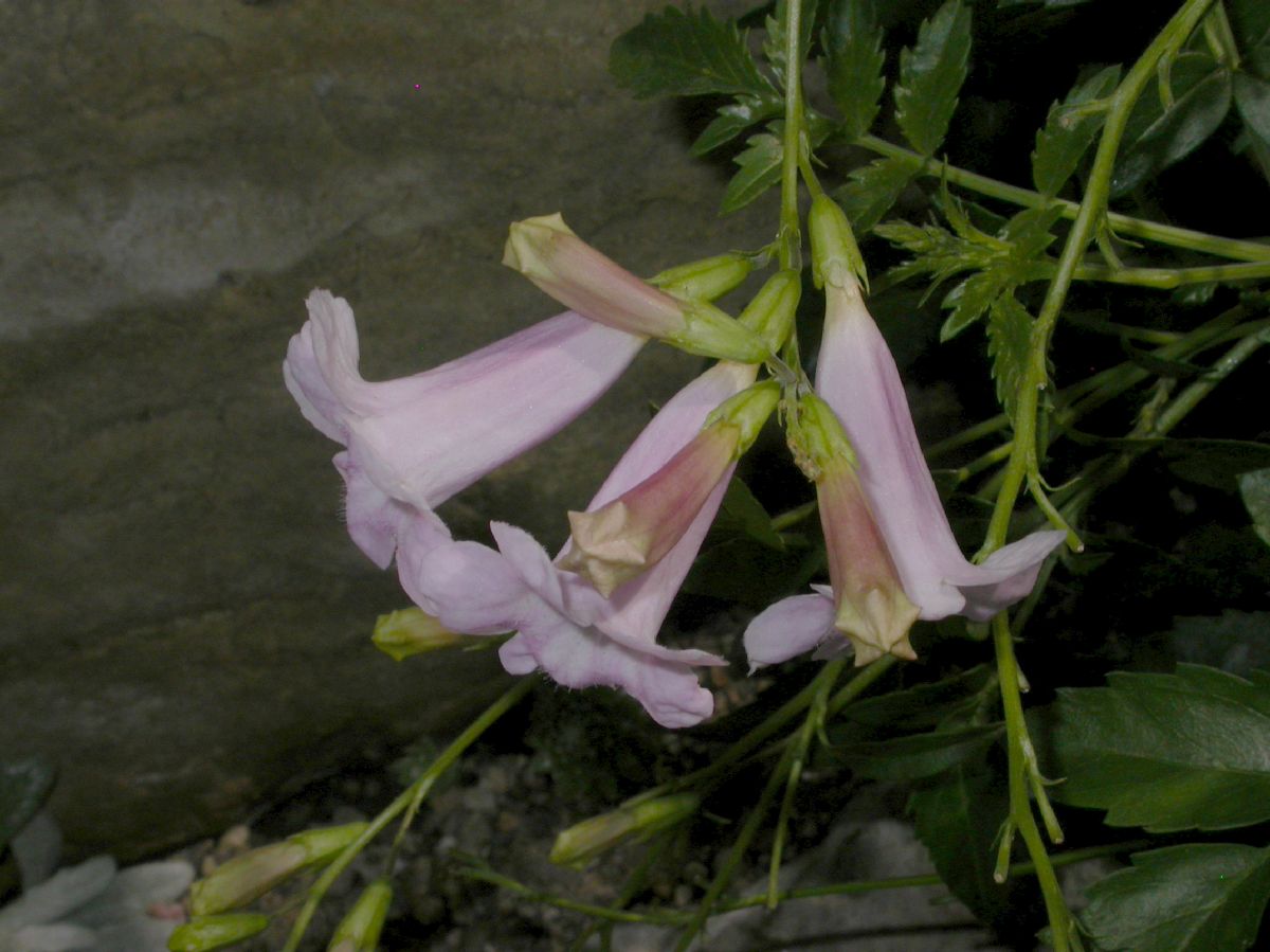 Bignoniaceae Incarvillea arguta