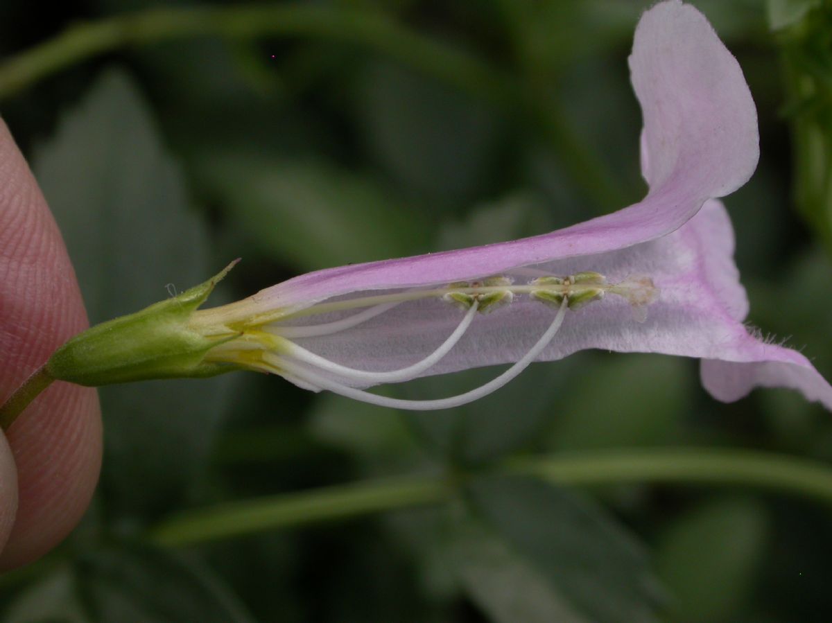 Bignoniaceae Incarvillea arguta