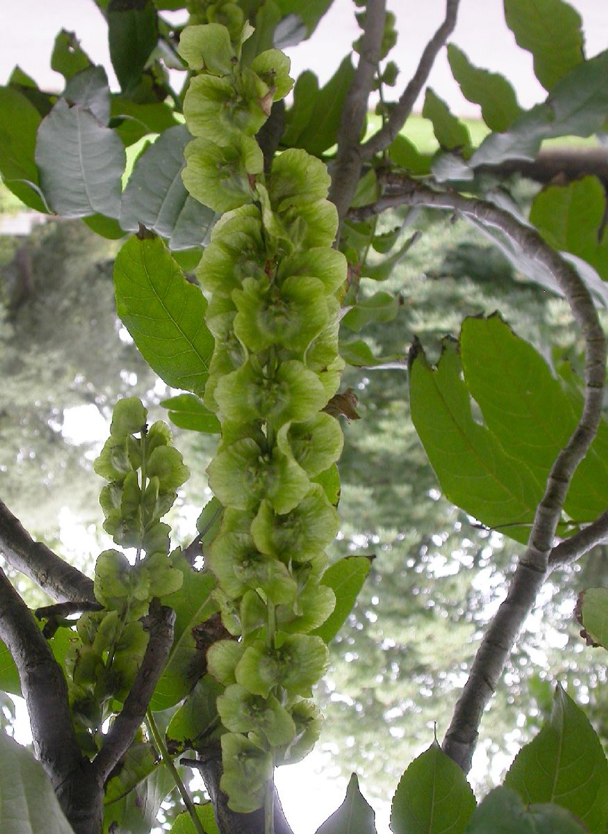 Juglandaceae Pterocarya fraxinifolia