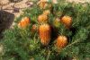 image of Banksia ericifolia