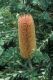 image of Banksia praemorsa