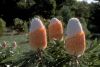 image of Banksia prionotes