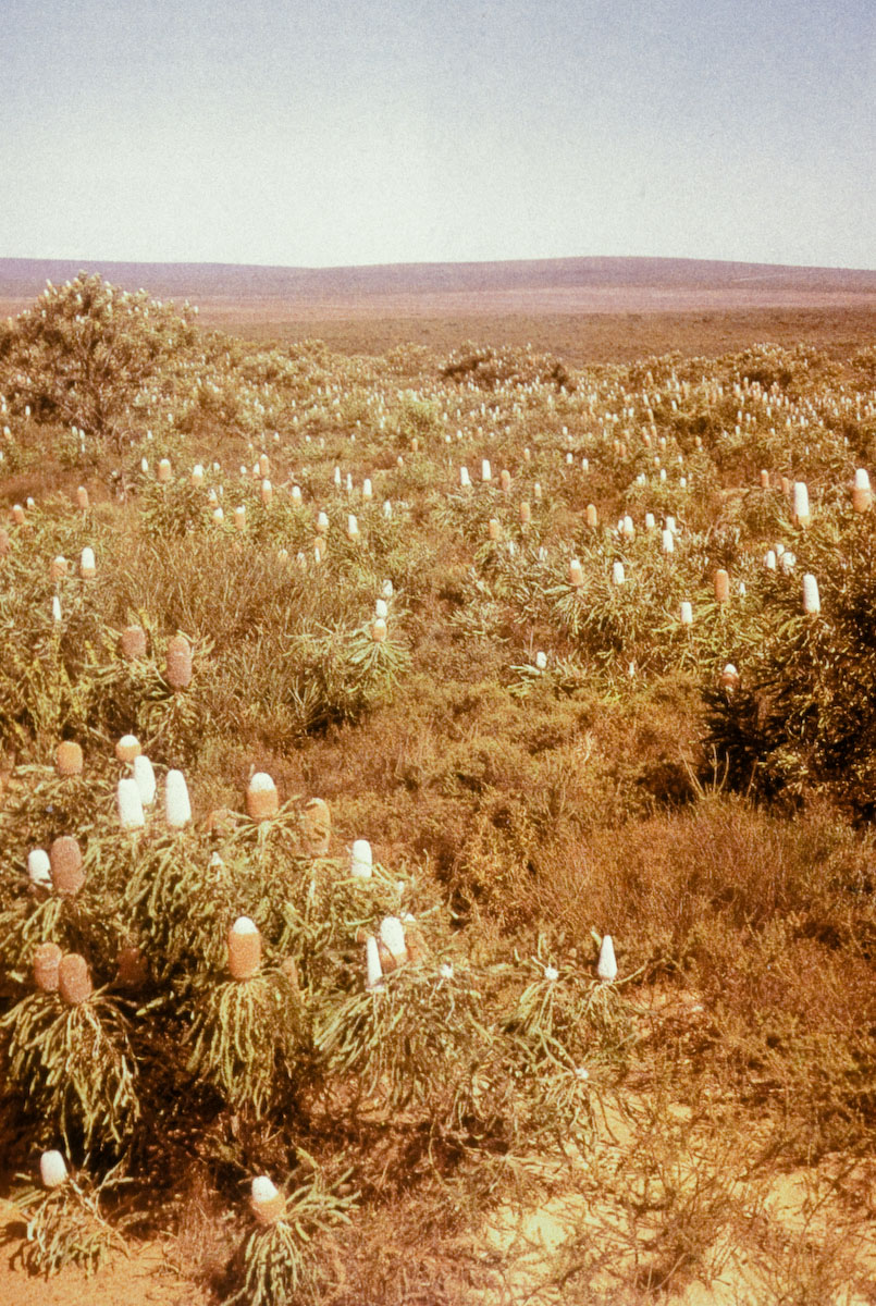 Proteaceae Banksia prionotes