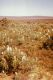 image of Banksia prionotes