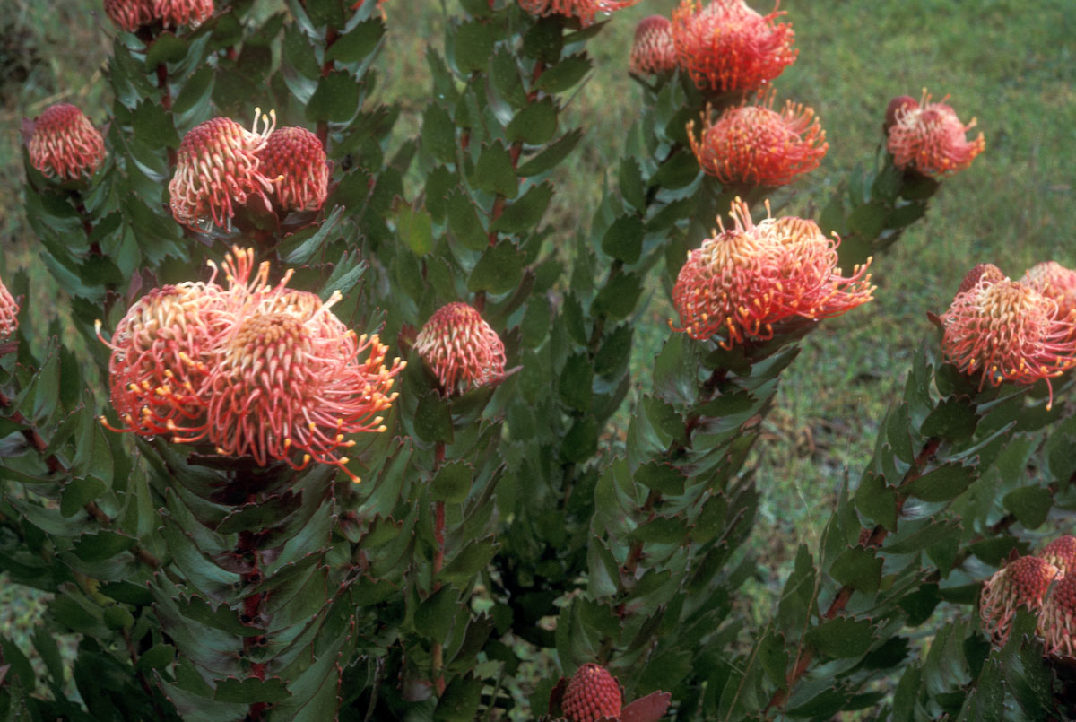 Proteaceae Leucospermum patersonii