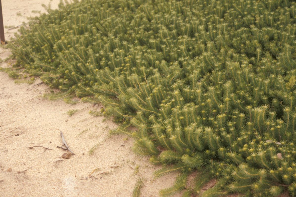 Proteaceae Persoonia chamaepitys