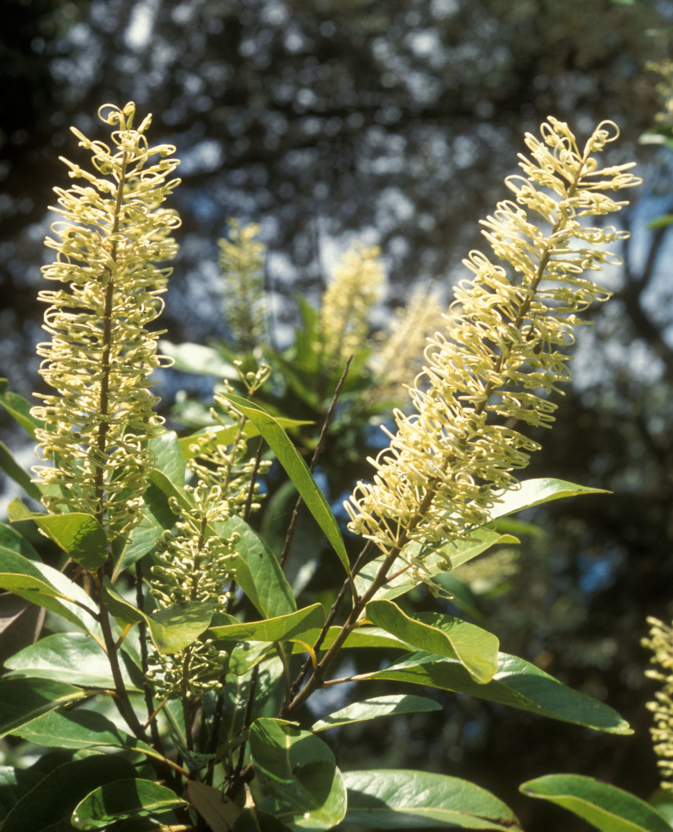 Proteaceae Buckinghamia celsissima