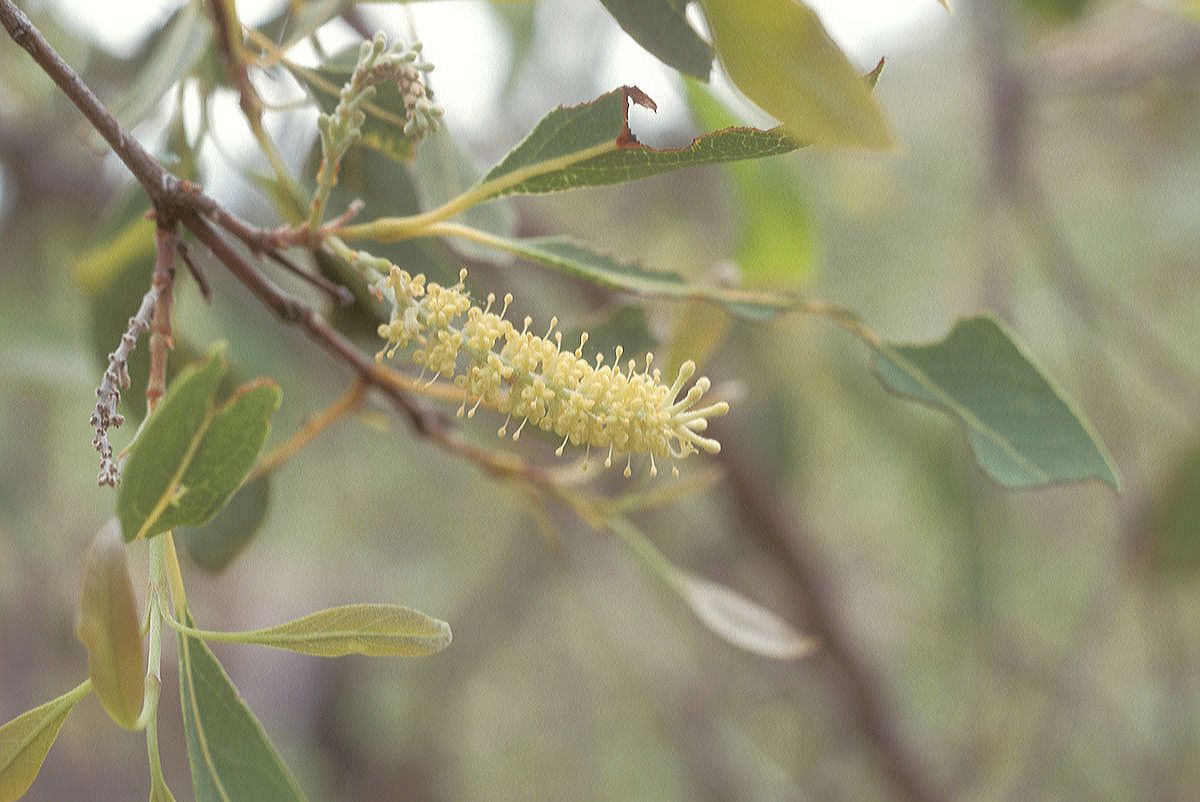 Proteaceae Xylomelum scottianum