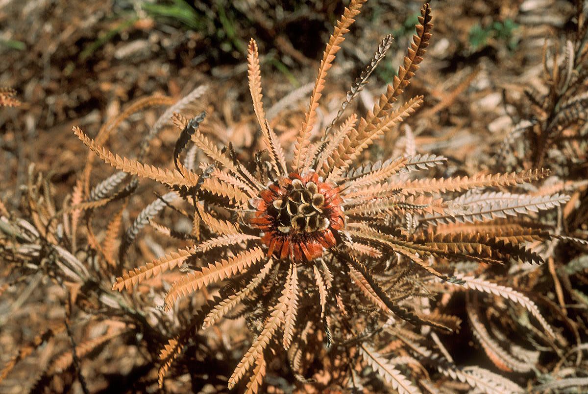 Proteaceae Dryandra formosa