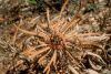 image of Dryandra formosa