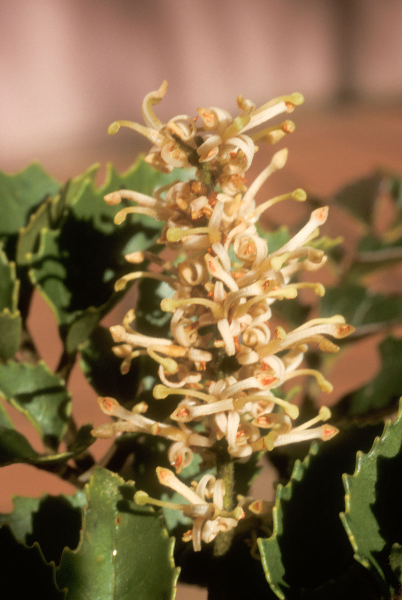 Proteaceae Gevuina avellana