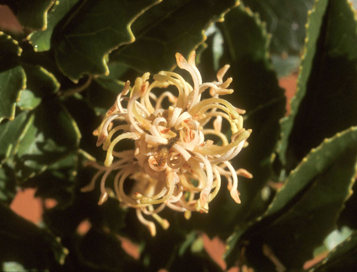 Proteaceae Gevuina avellana