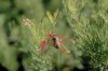 image of Grevillea thelmanniana