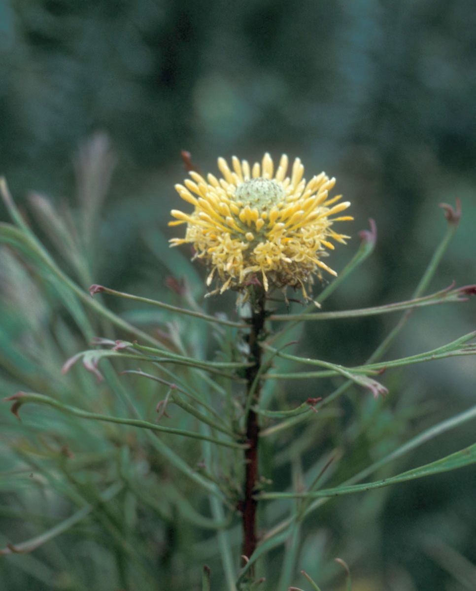 Proteaceae Isopogon anethifolia