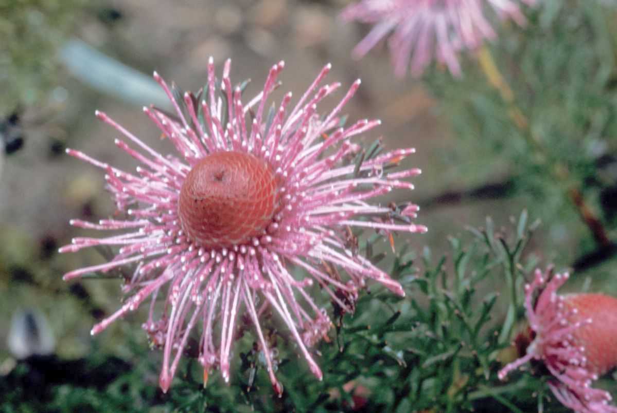 Proteaceae Isopogon formosus