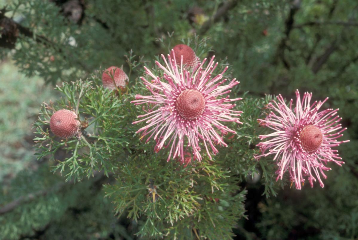 Proteaceae Isopogon formosus